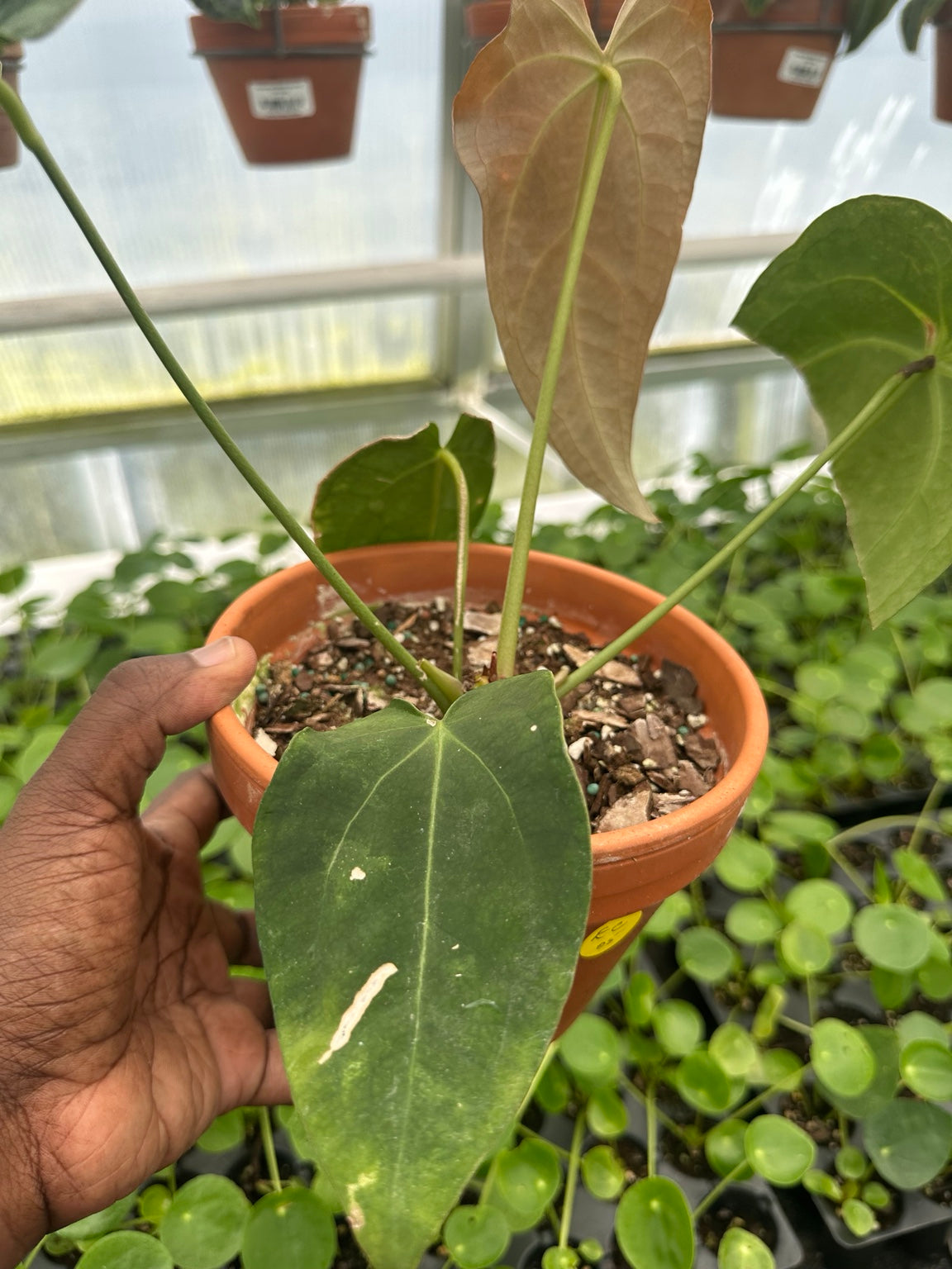 Anthurium Bronze Emergent Velvet Hybrid NoID EC-05 exact plant foliage and new growth