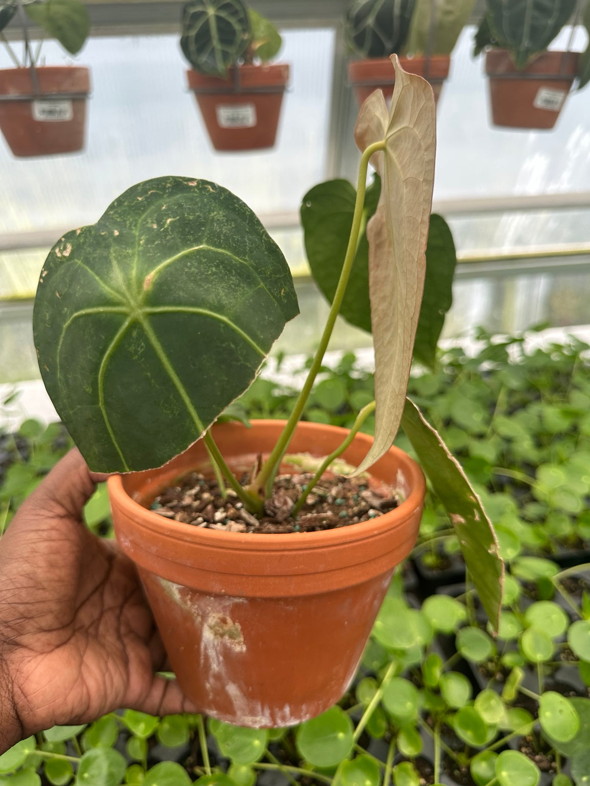 Anthurium Bronze Emergent Velvet Hybrid NoID exact plant EC-05 showing bronze emergent and mature foliage