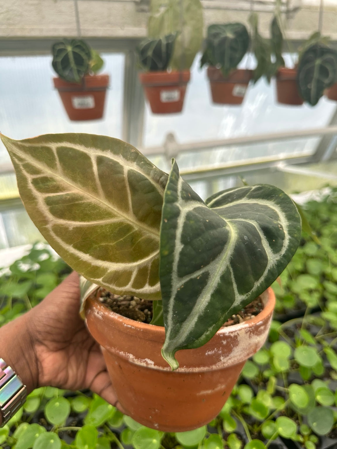 Anthurium Silver Vein Velvet Hybrid NoID exact plant EC-06 full plant