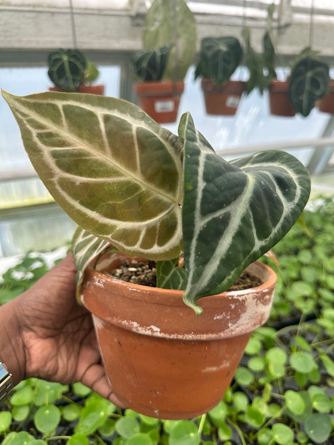 Anthurium Silver Vein Velvet Hybrid NoID exact plant EC-06 silver venation and bronze emerging foliage