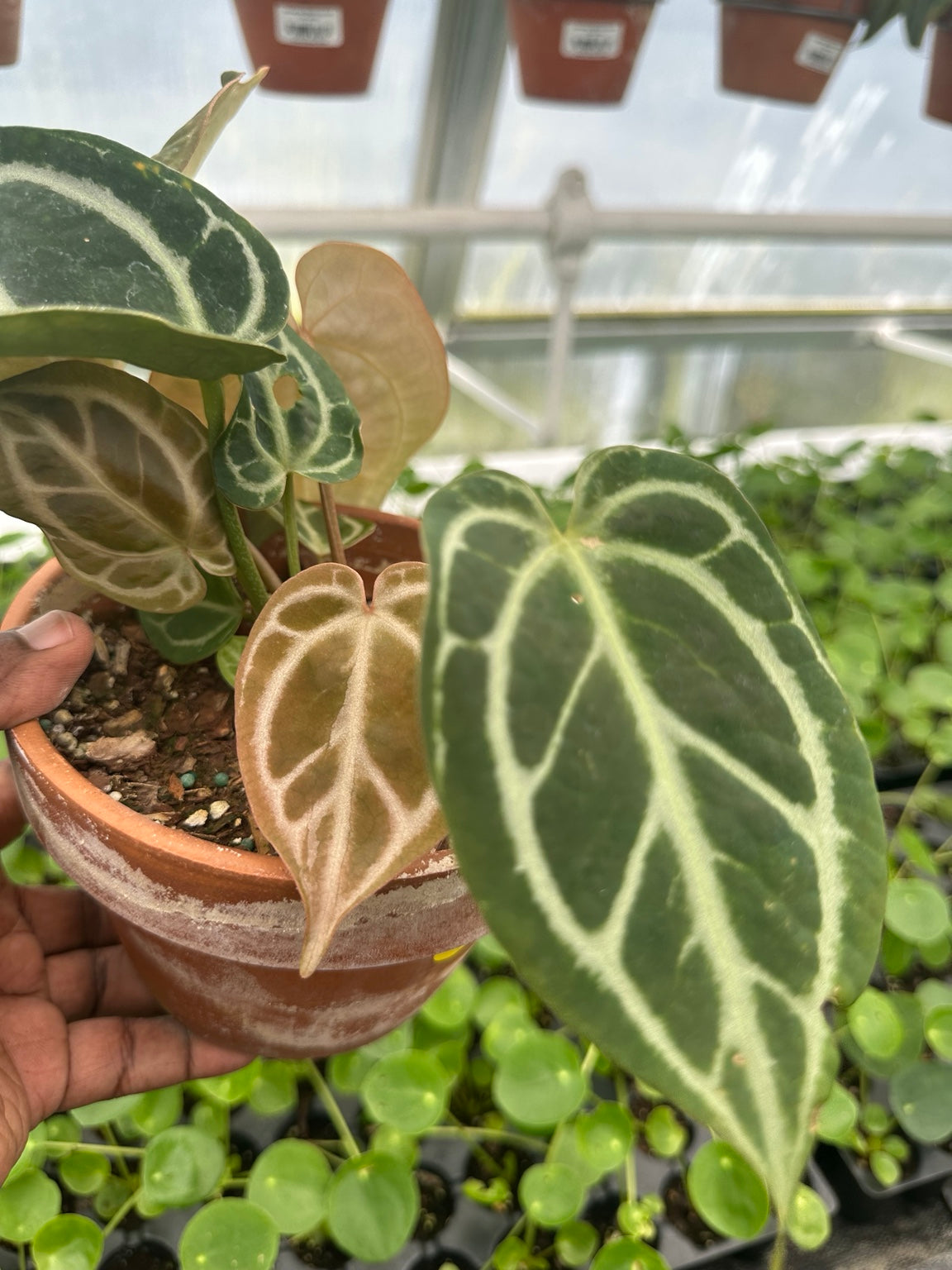 Anthurium Silver Vein Velvet Hybrid NoID exact plant EC-06 mature and emerging leaves