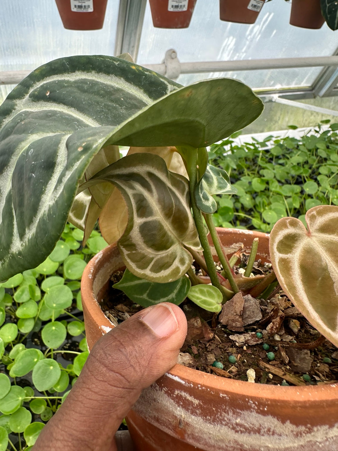 Anthurium Silver Vein Velvet Hybrid NoID exact plant EC-06 clumping growth and bronze new leaves