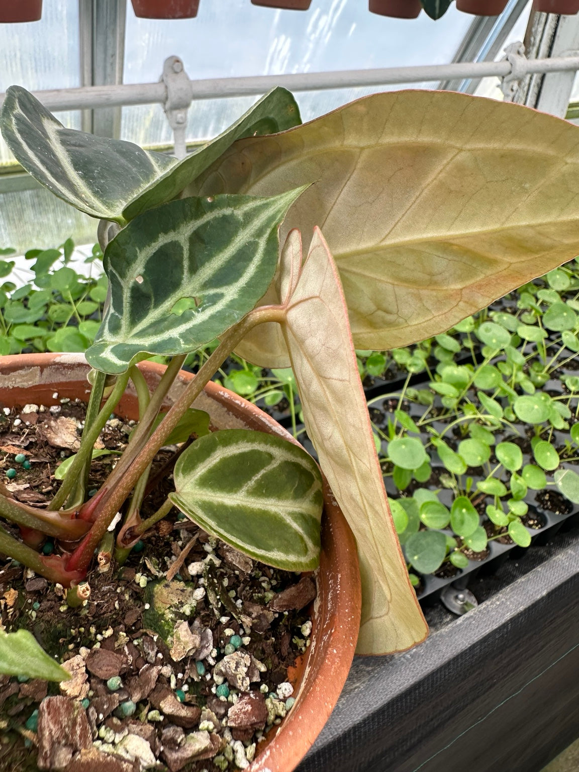 Anthurium Silver Vein Velvet Hybrid NoID exact plant EC-06 emergent leaf detail