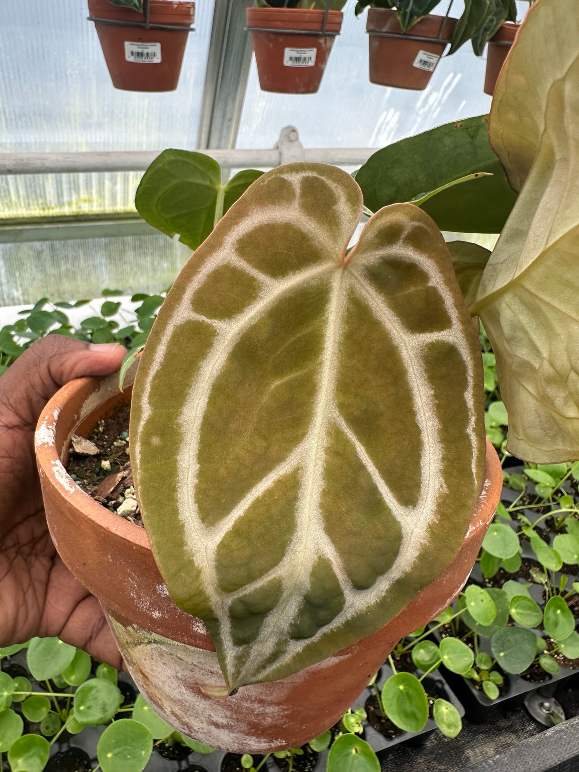 Anthurium Silver Vein Velvet Hybrid NoID exact plant EC-06 silver-veined bronze foliage