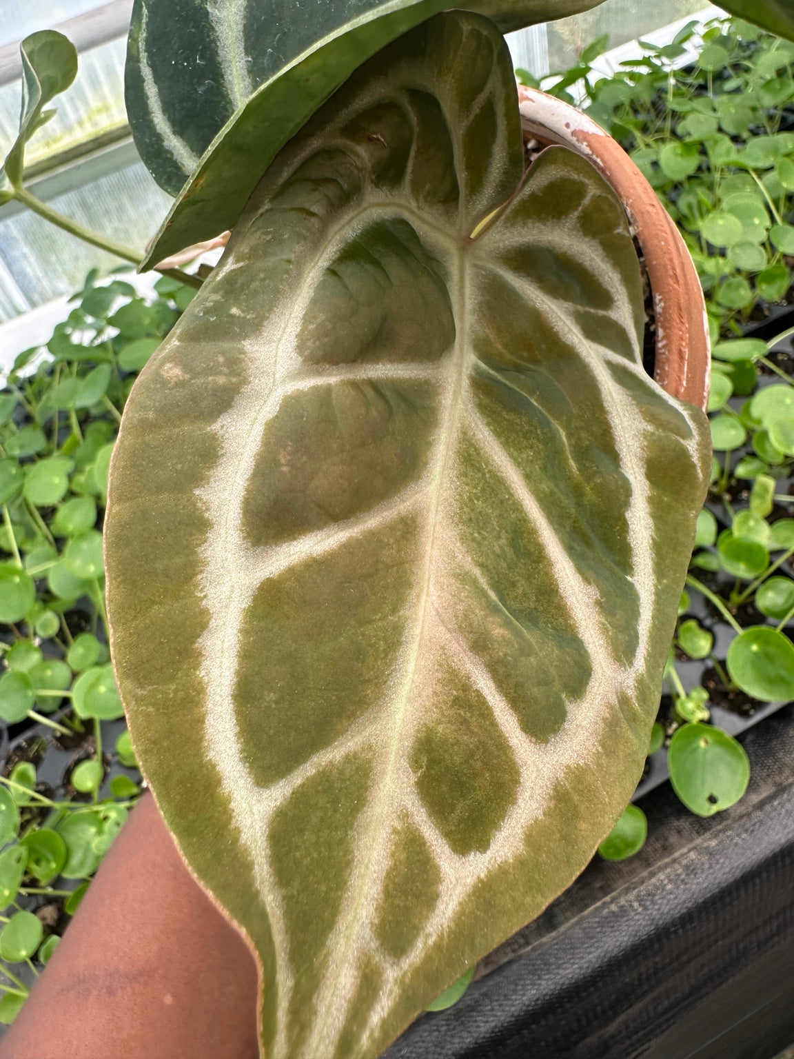 Anthurium Silver Vein Velvet Hybrid NoID exact plant EC-06 close-up velvet foliage