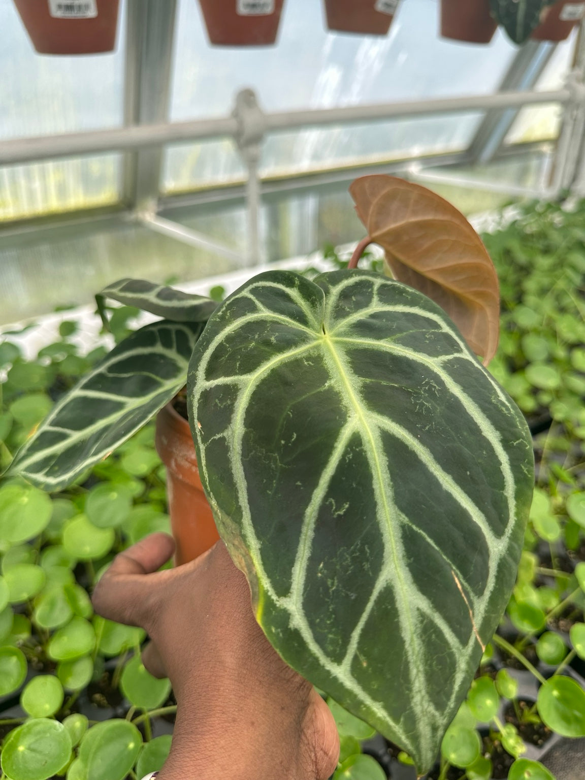 Anthurium Velvet Hybrid NoID exact plant EC-07 mature velvet foliage