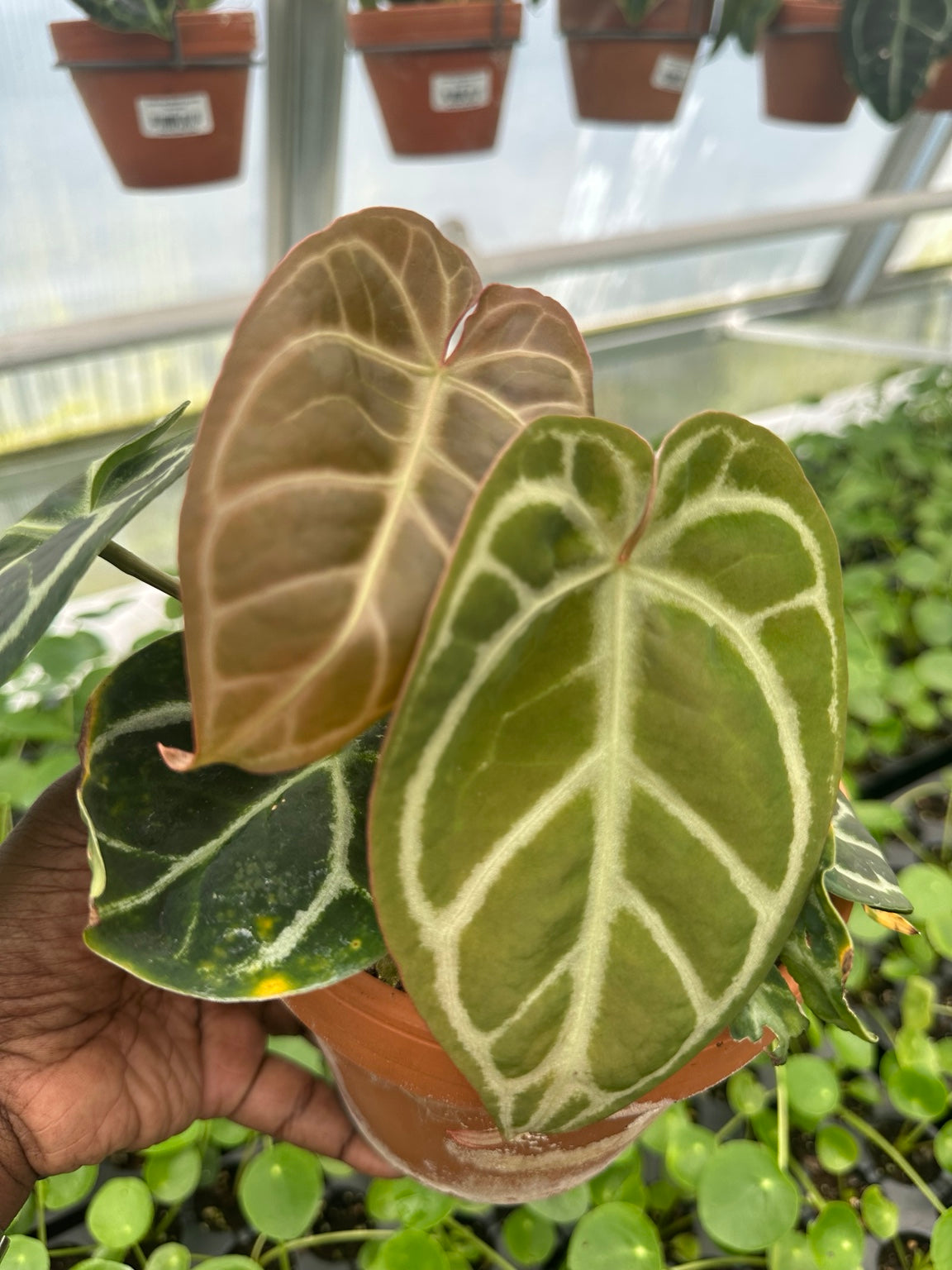 Anthurium Velvet Hybrid NoID exact plant EC-07 bronze emerging foliage