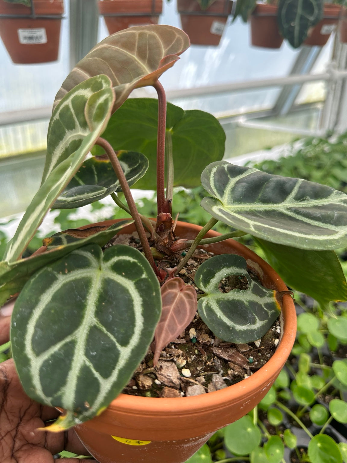 Anthurium Velvet Hybrid NoID exact plant EC-07 growth point and foliage condition