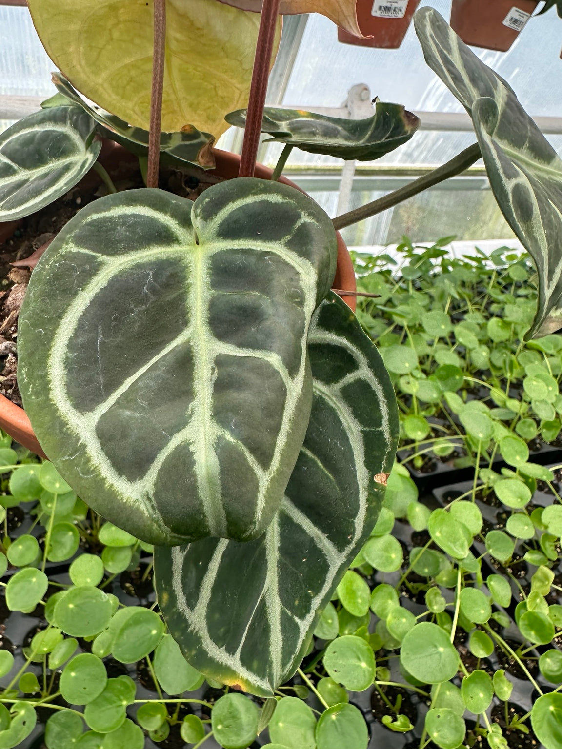 Anthurium Velvet Hybrid NoID exact plant EC-07 mature leaves and cosmetic condition