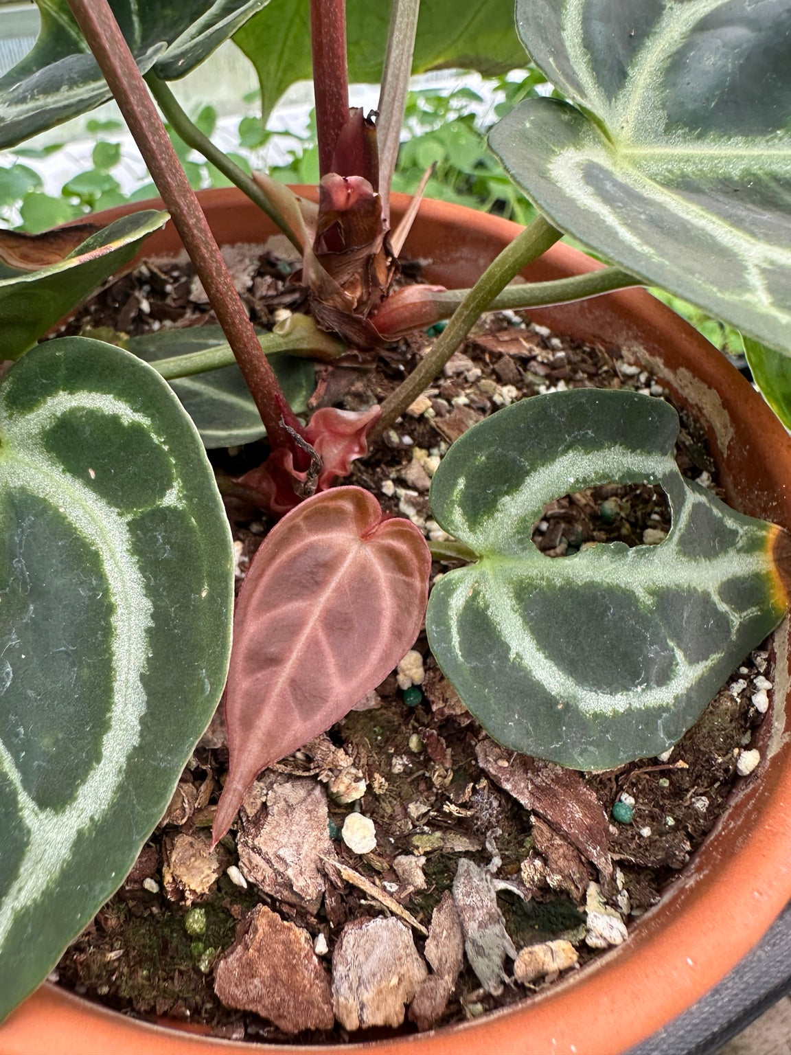 Anthurium Velvet Hybrid NoID exact plant EC-07 red petioles and bronze new growth