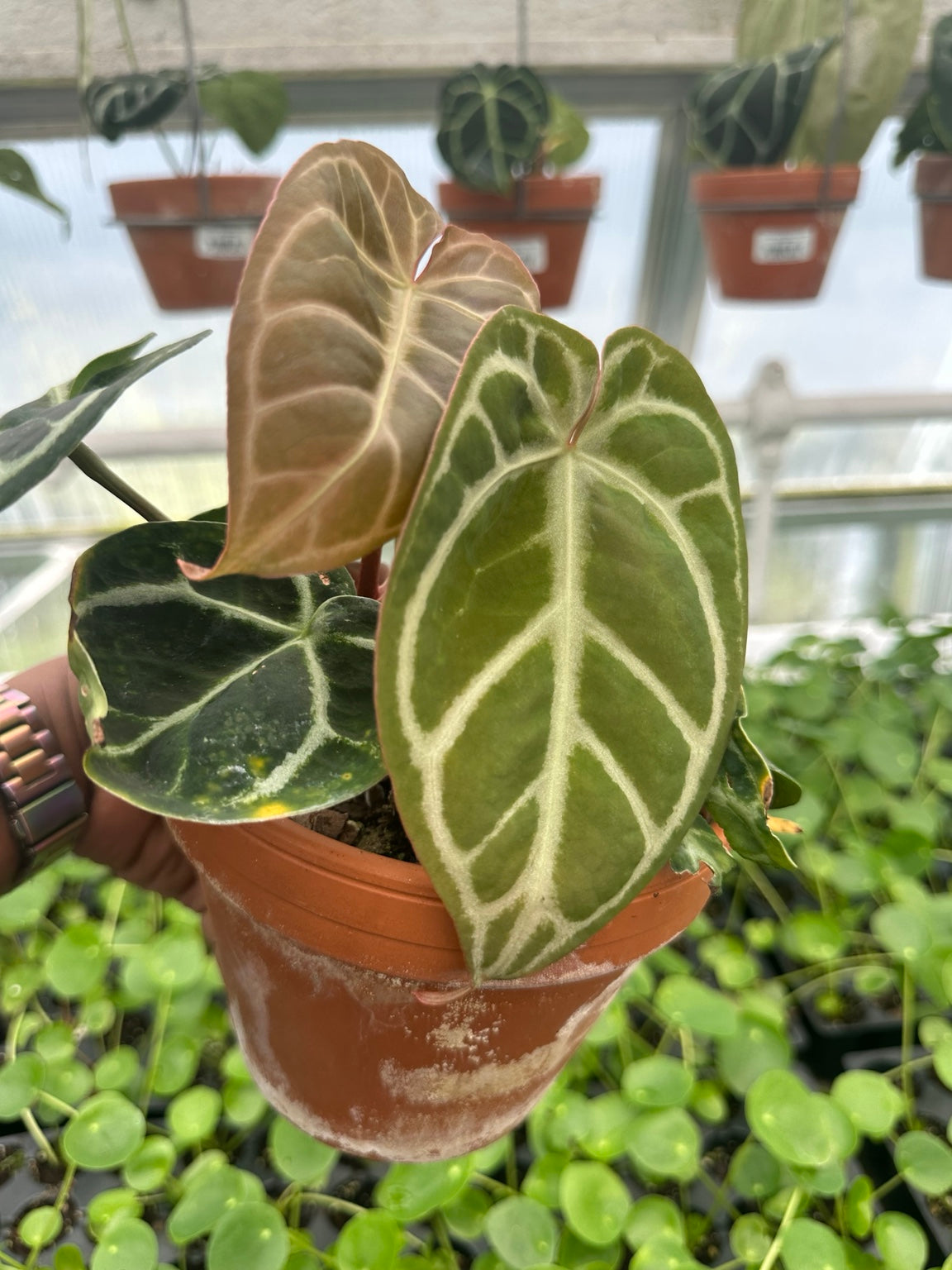 Anthurium Velvet Hybrid NoID exact plant EC-07 full specimen with copper emerging leaf
