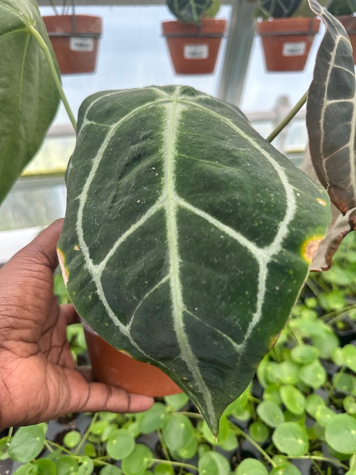 Anthurium Dark Velvet Hybrid NoID EC-08 exact plant mature velvet leaf