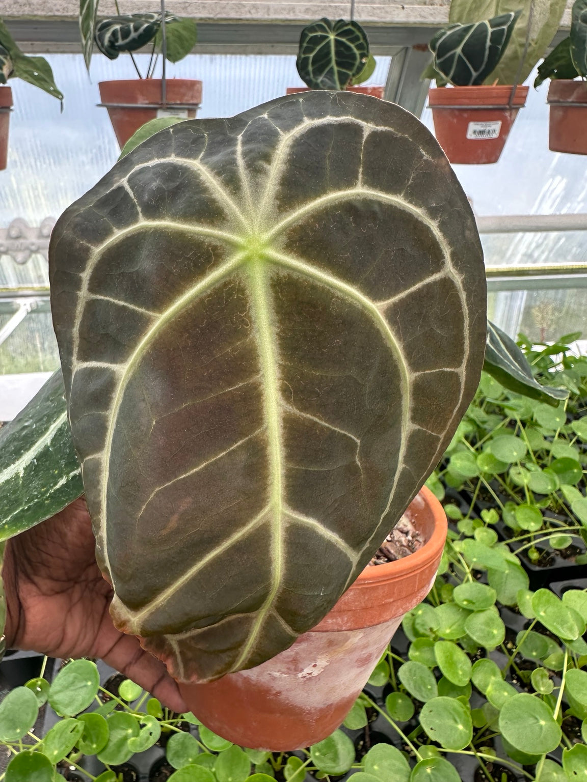 Anthurium Dark Velvet Hybrid NoID EC-08 bronze emergent leaf
