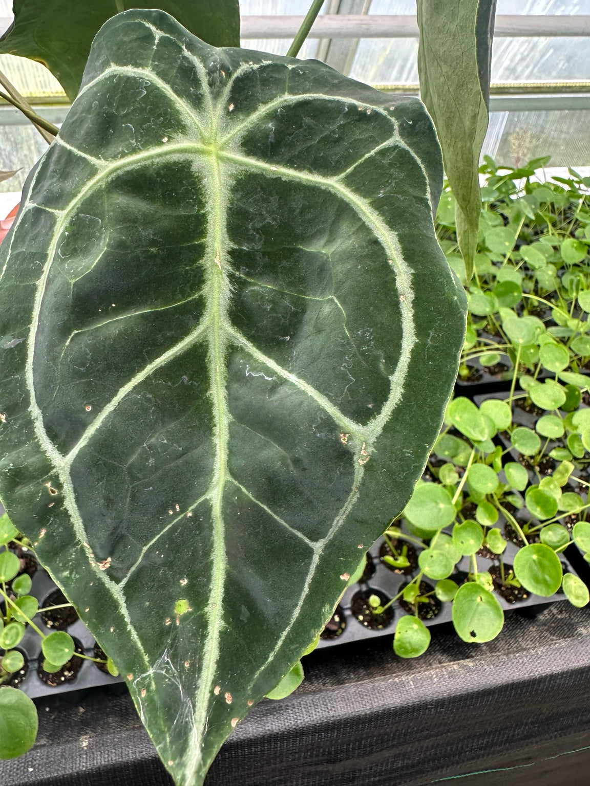 Anthurium Dark Velvet Hybrid NoID EC-08 mature leaf condition detail