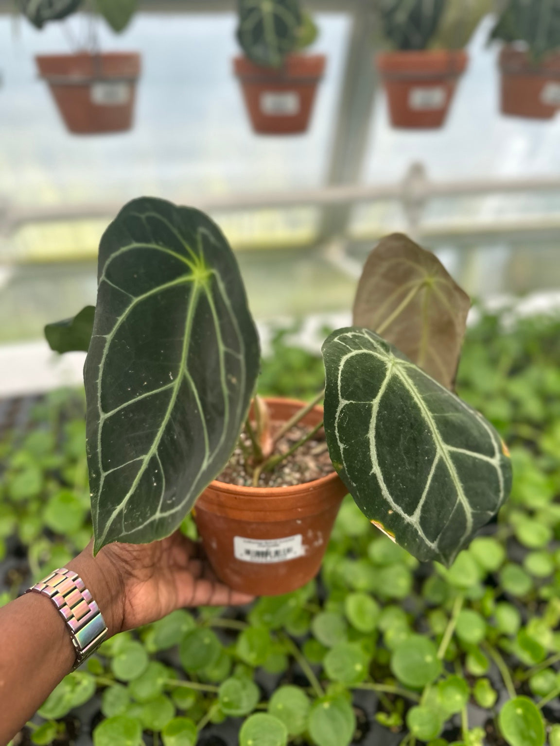 Anthurium Dark Velvet Hybrid NoID EC-08 exact plant profile