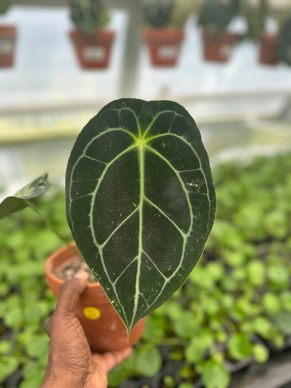 Anthurium Dark Velvet Hybrid NoID EC-08 dark velvet mature leaf