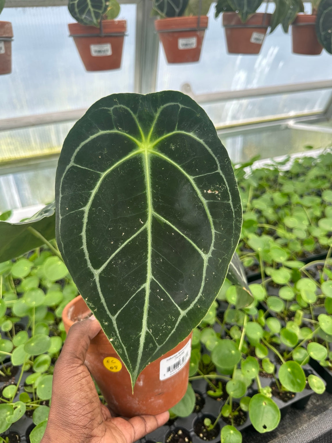 Anthurium Dark Velvet Hybrid NoID EC-08 exact plant mature leaf and bronze emergent
