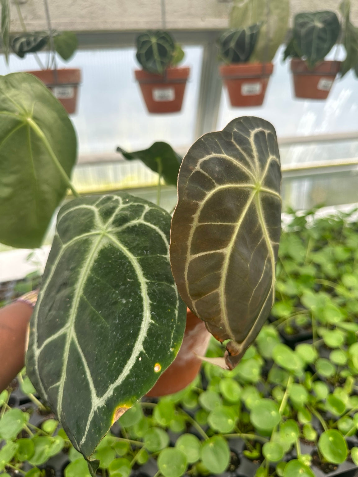 Anthurium Dark Velvet Hybrid NoID EC-08 exact plant profile with mature foliage