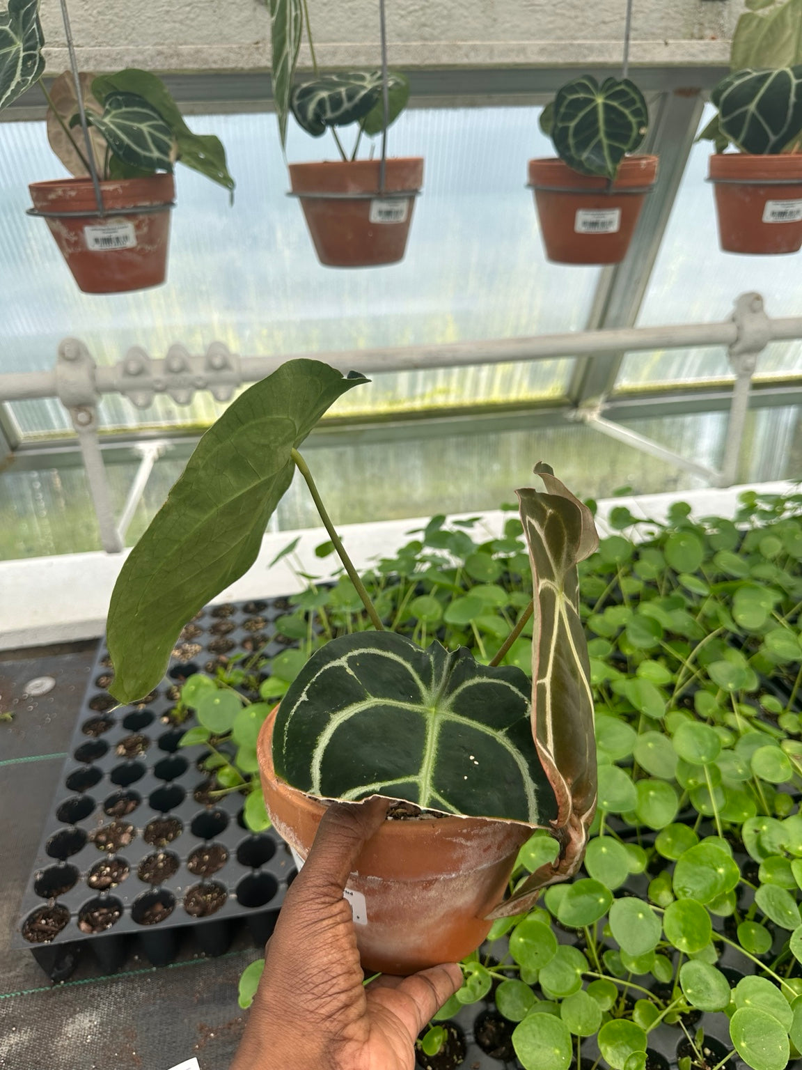 Anthurium Velvet Hybrid NoID EC-09 bronze emerging leaf