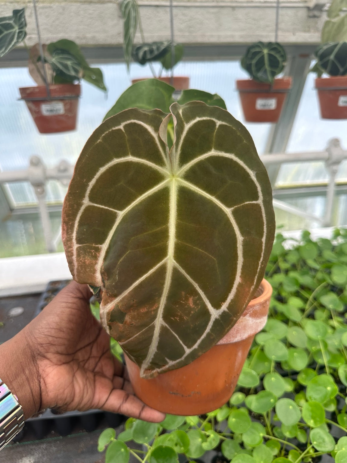 Anthurium Velvet Hybrid NoID EC-09 exact plant foliage condition