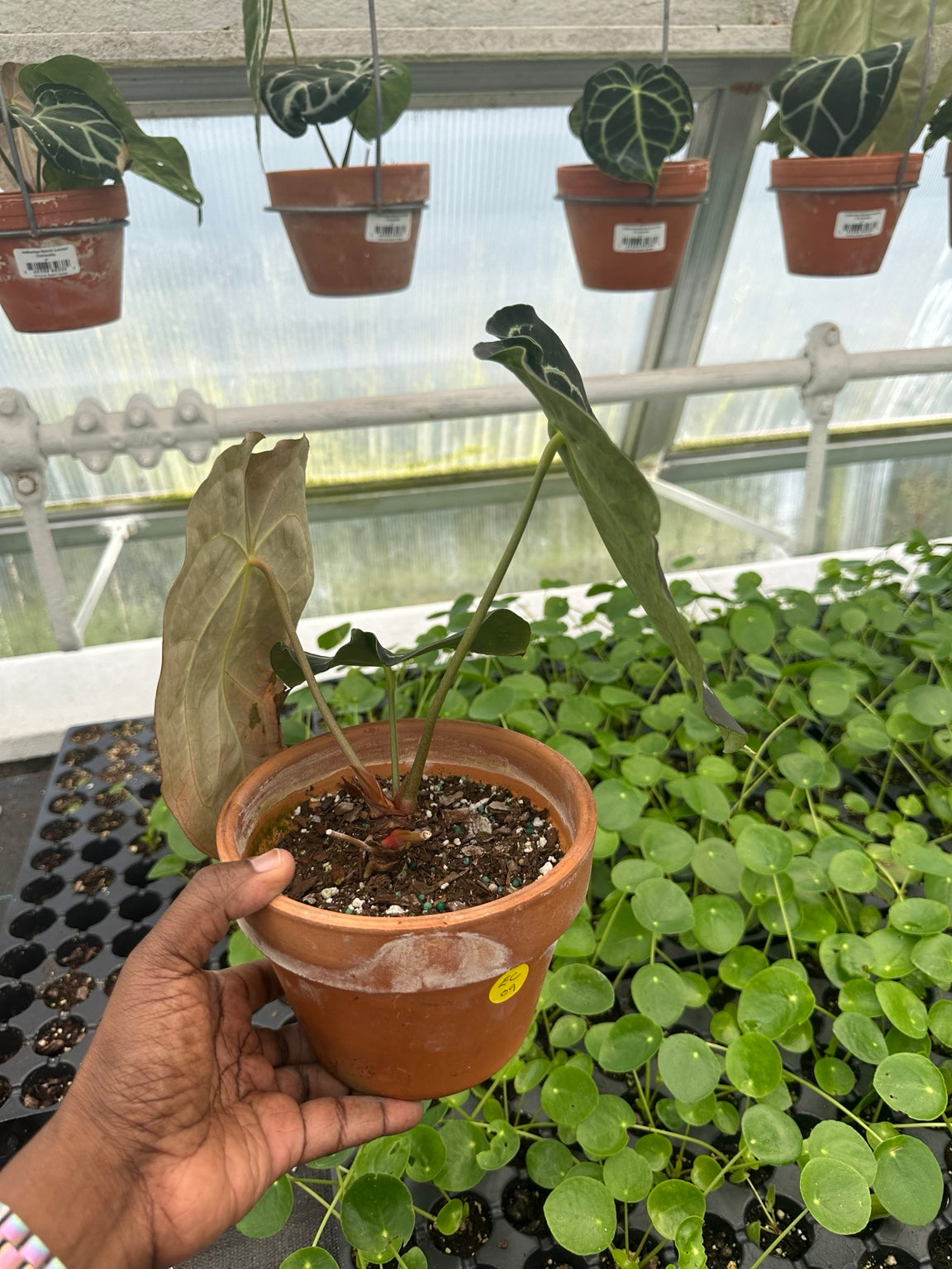 Anthurium Velvet Hybrid NoID EC-09 exact plant in 6 inch terracotta pot