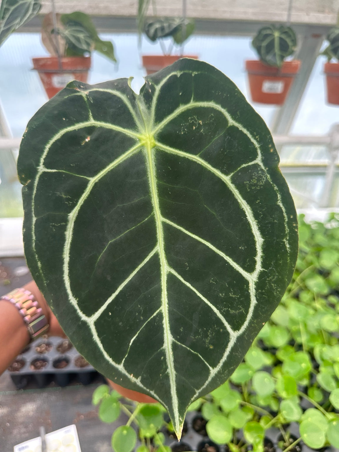 Anthurium Velvet Hybrid NoID EC-09 growth habit and foliage