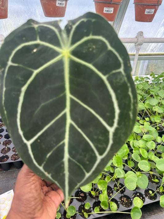 Anthurium Velvet Hybrid NoID exact plant EC-09 mature velvet foliage