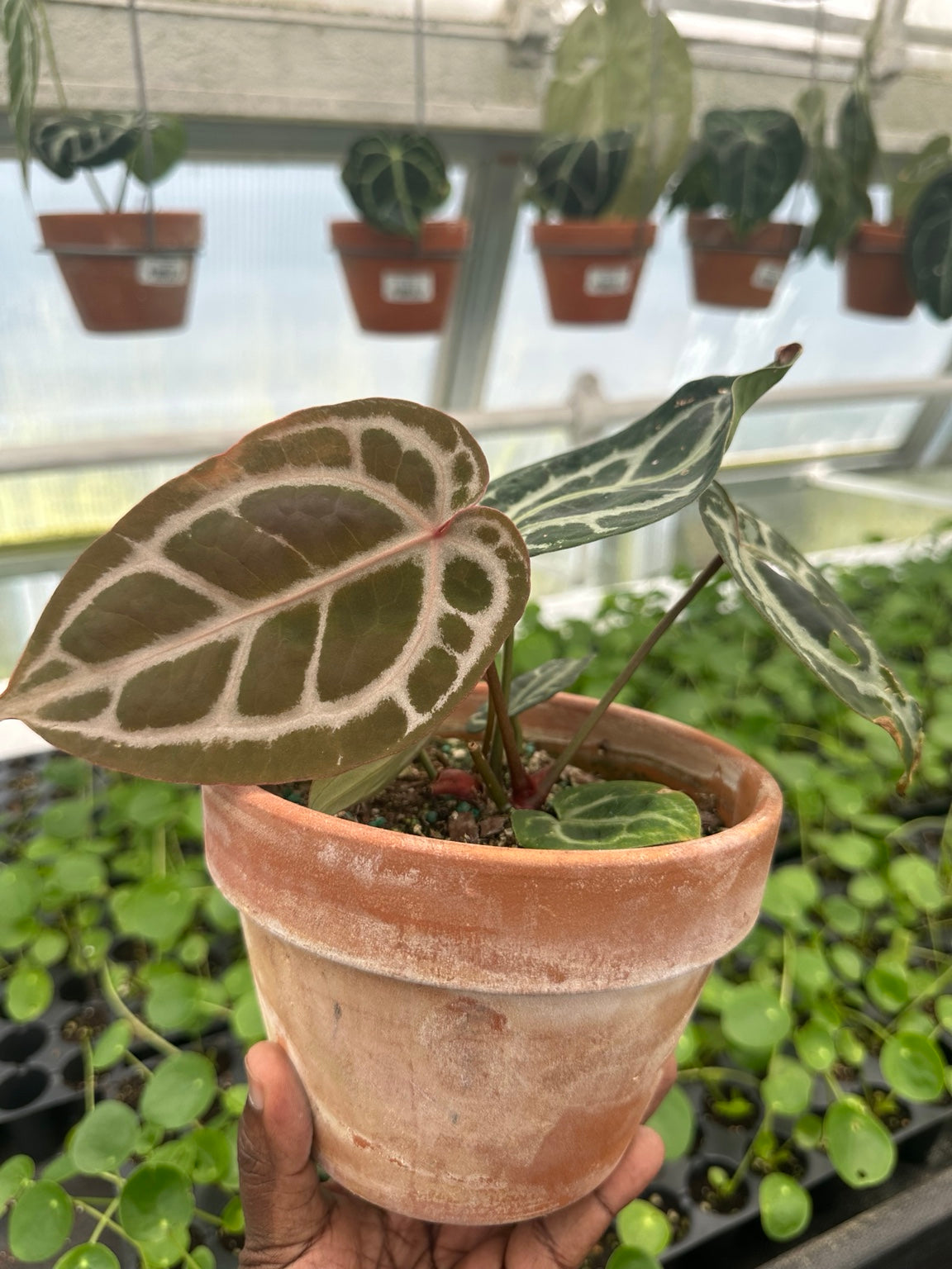 Anthurium Bronze Emergent Velvet Hybrid NoID exact plant EC-10