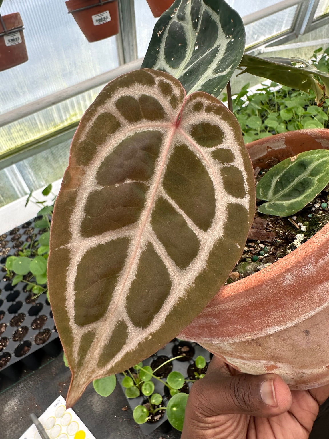 Anthurium EC-10 copper bronze emergent leaf with silver venation