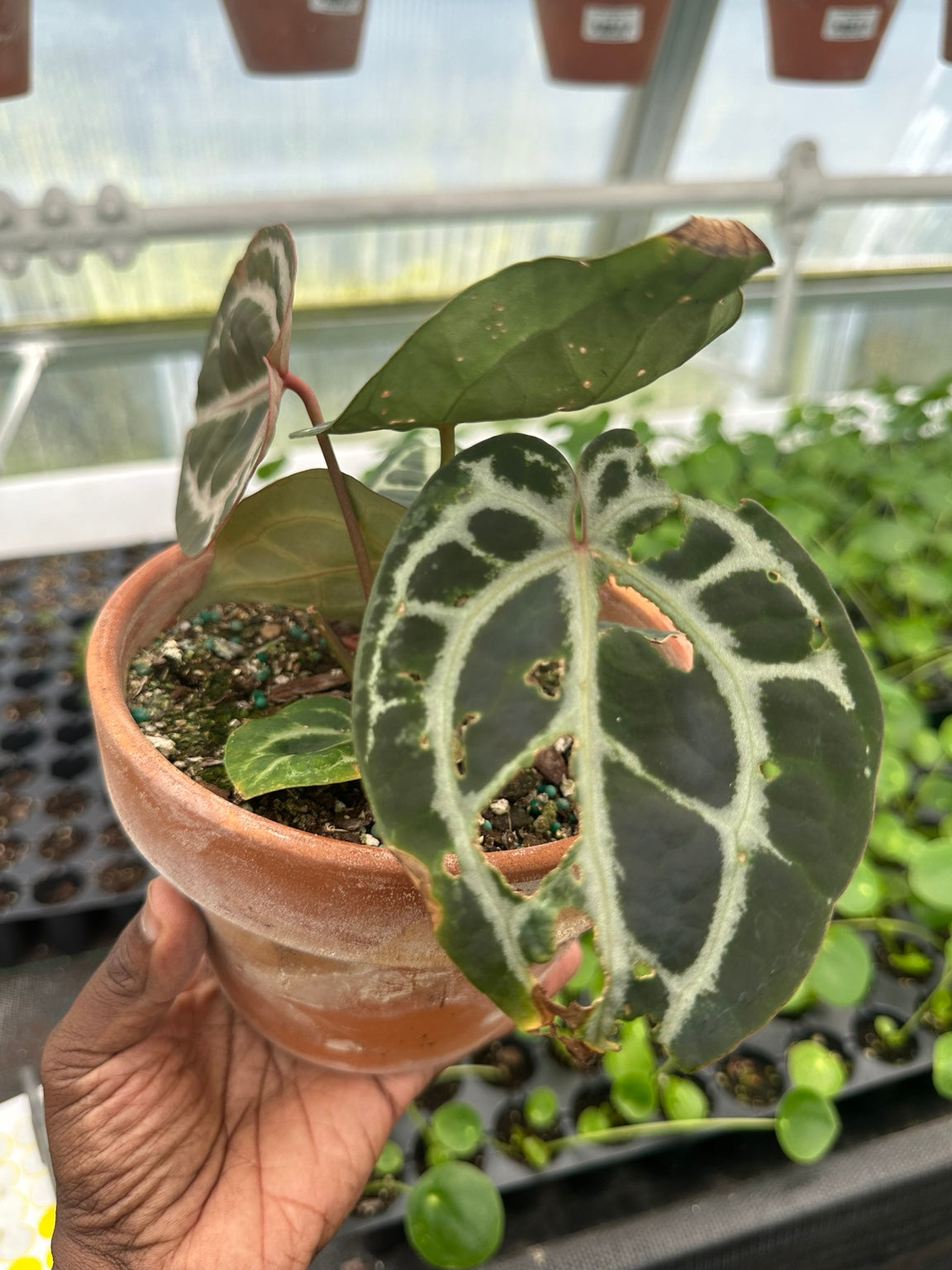 Anthurium Velvet Hybrid NoID EC-10 foliage condition and cosmetic greenhouse wear