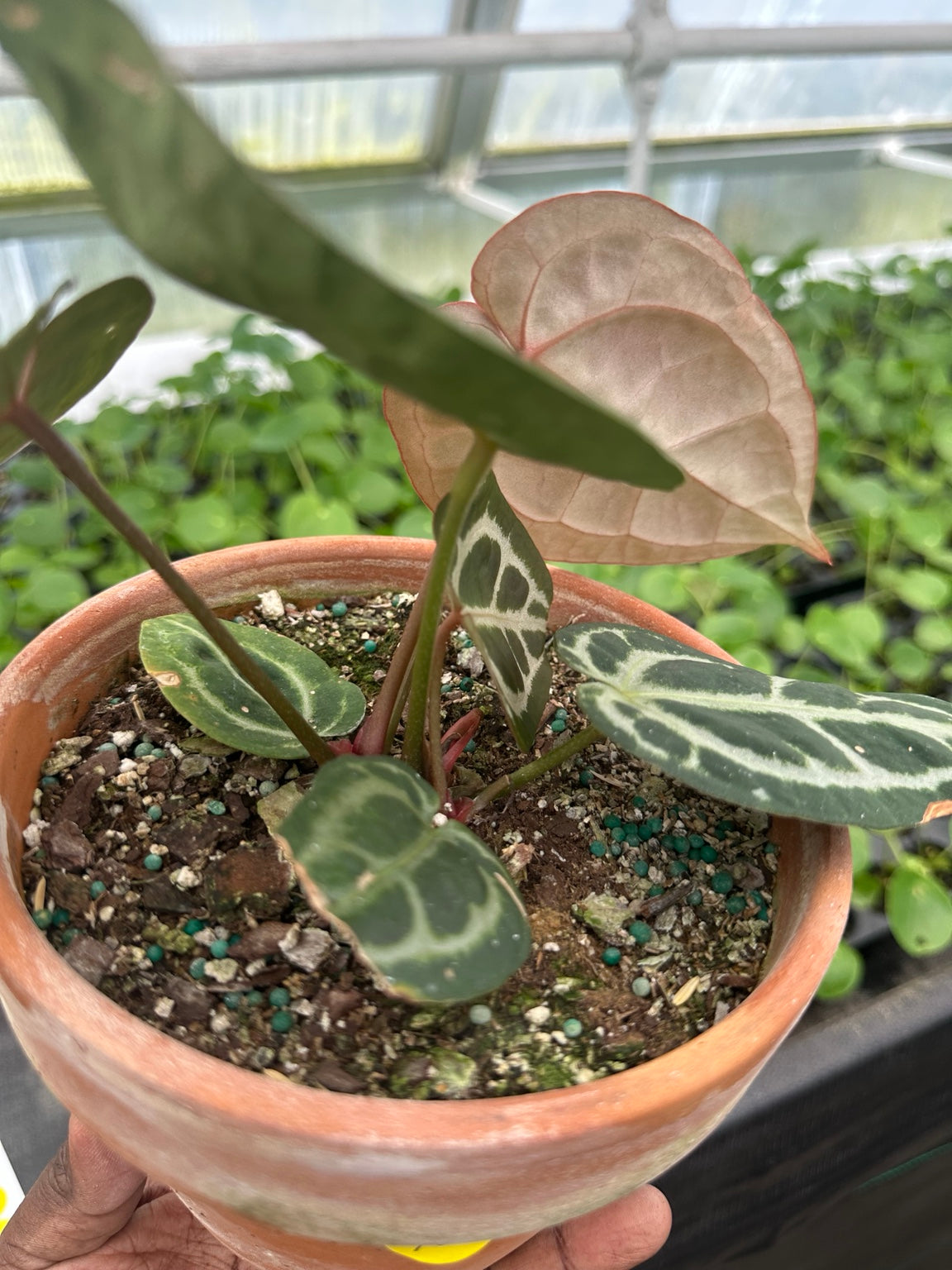 Anthurium EC-10 bronze emergent leaf and exact plant foliage