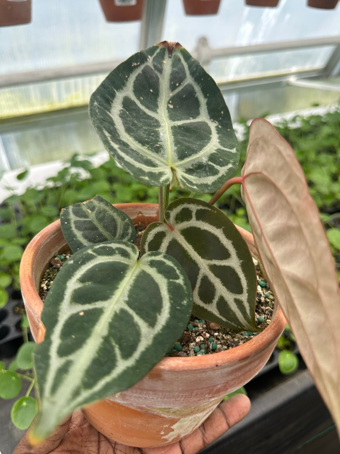 Anthurium Velvet Hybrid NoID EC-10 exact plant growth habit
