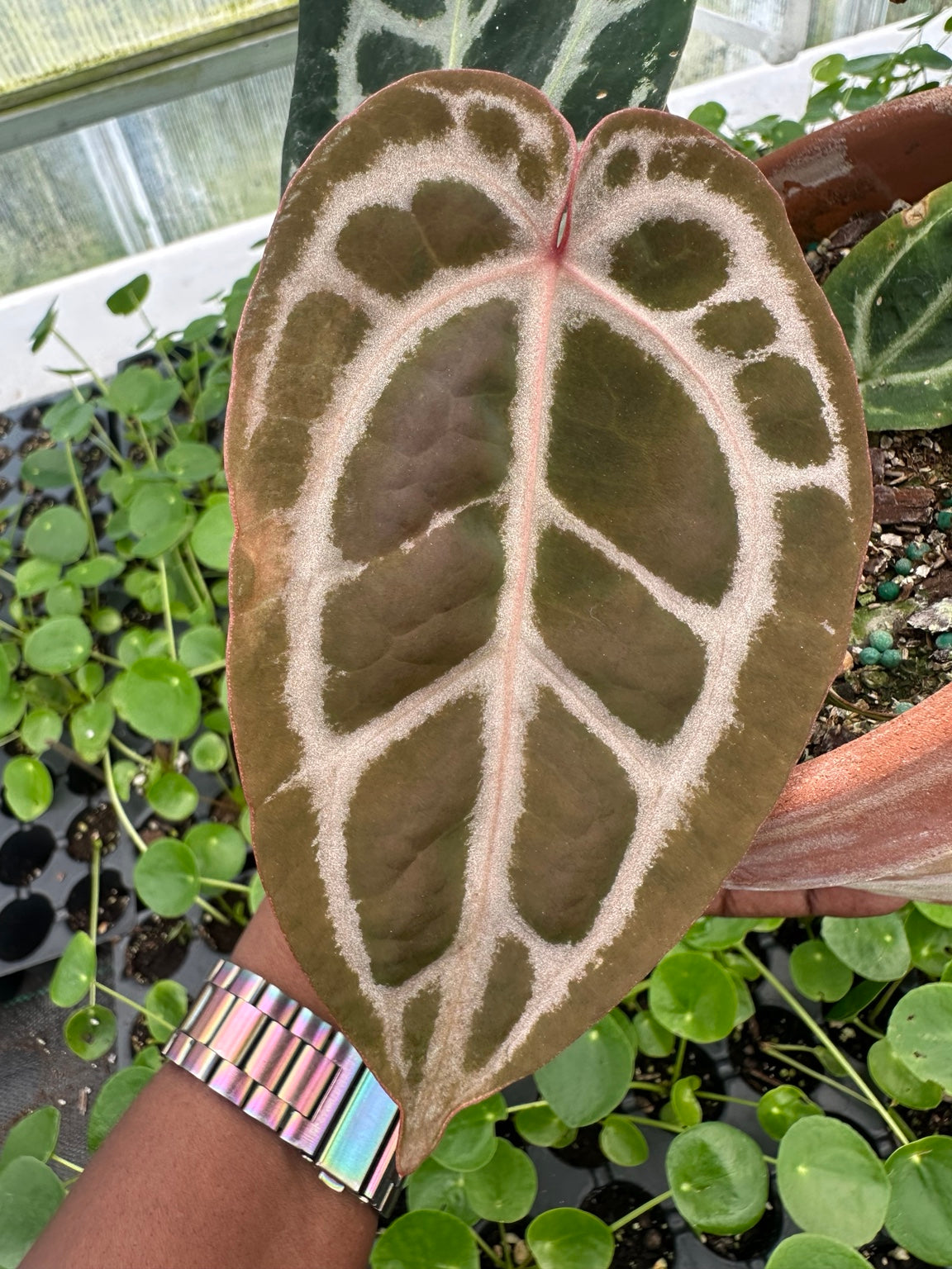 Anthurium Velvet Hybrid NoID EC-10 mature velvet leaf detail