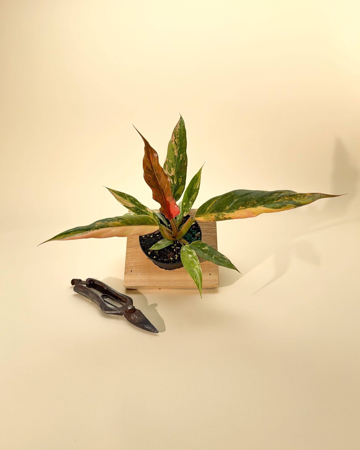 Philodendron Caramel Marble 'Heatwave' Variegated