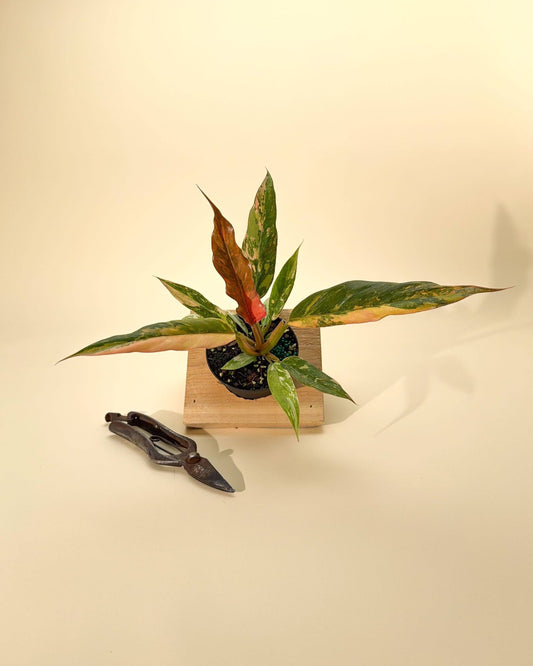 Philodendron Caramel Marble 'Heatwave' Variegated