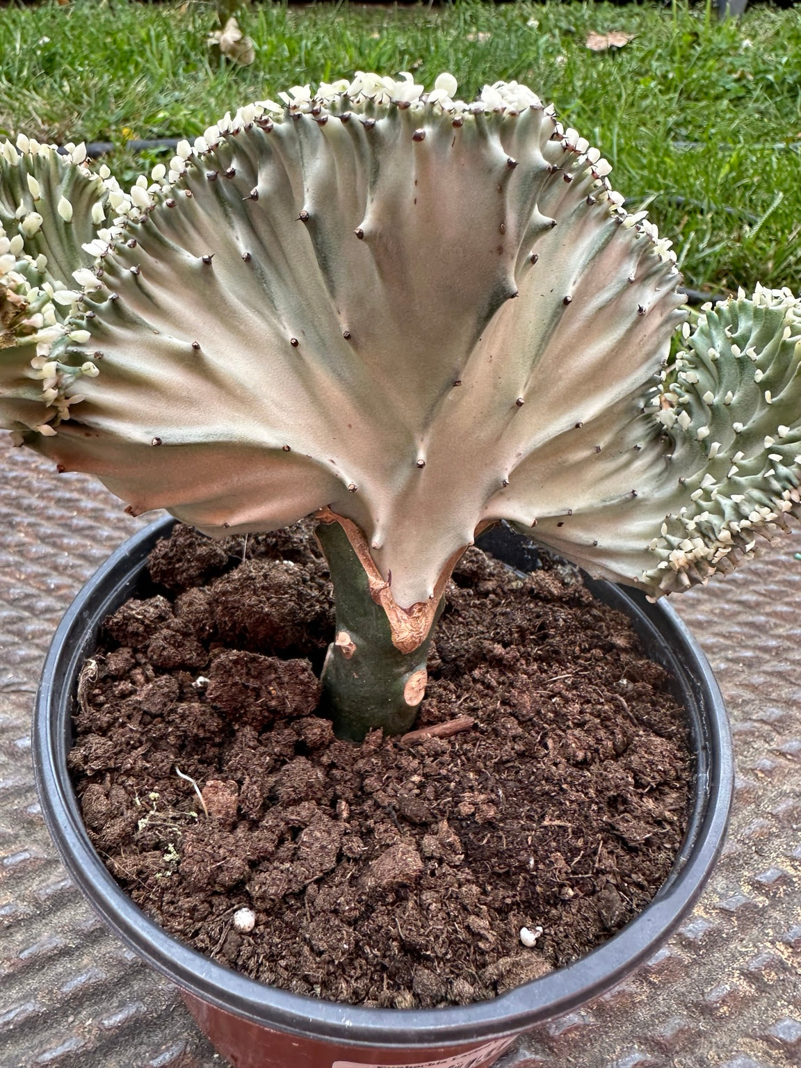 Euphorbia lactea cristata crested fan close-up showing sculptural ridges and pale variegation
