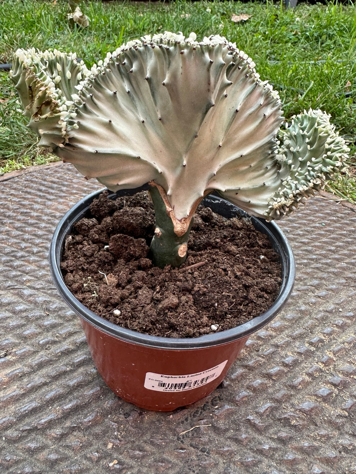 Euphorbia lactea cristata 6-inch pot full front view with pale green crested growth