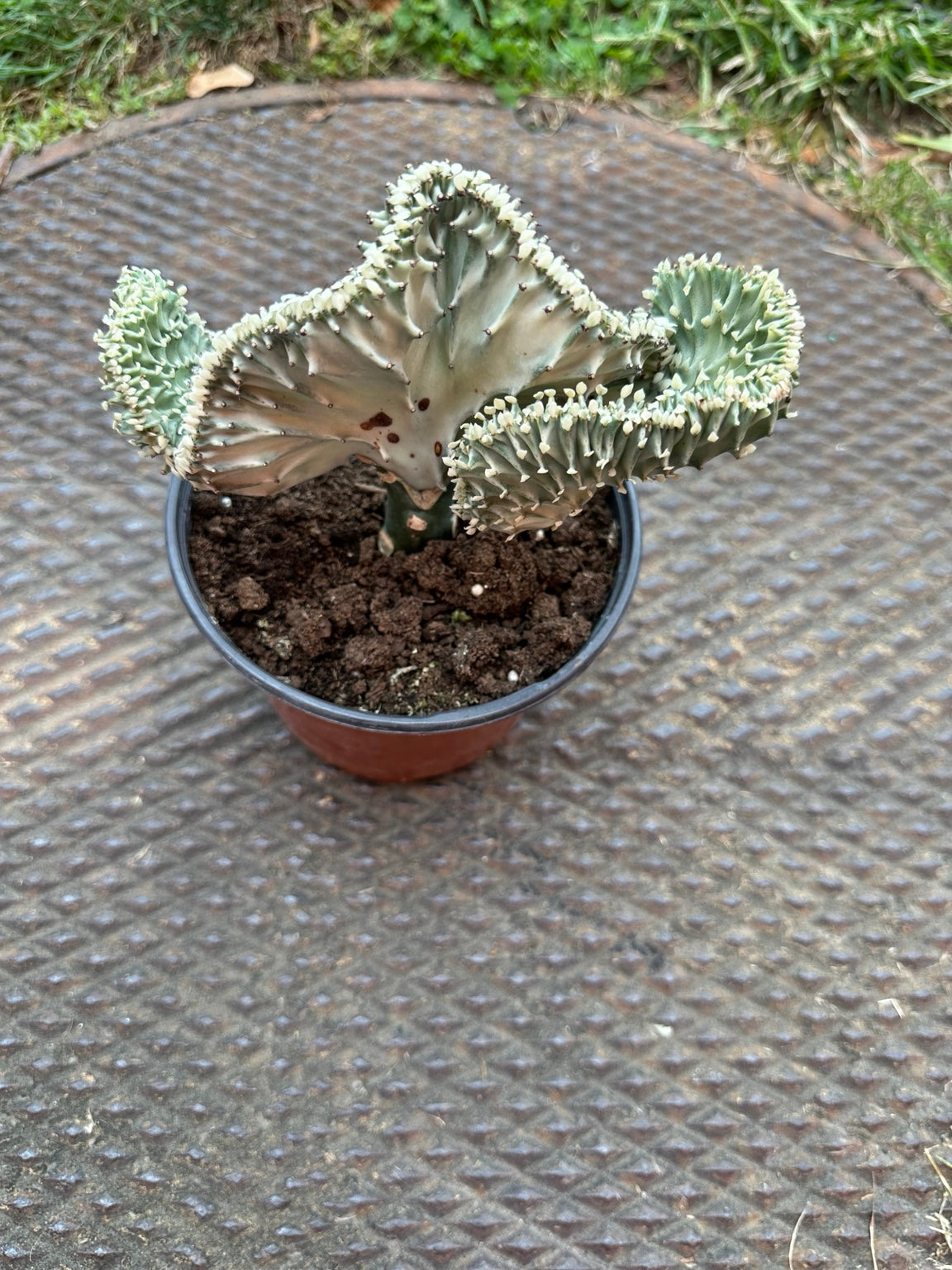 Euphorbia lactea cristata 6-inch pot rear view showing multiple crested lobes