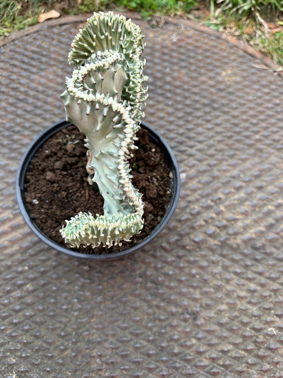 Euphorbia lactea cristata side view showing undulating crested growth