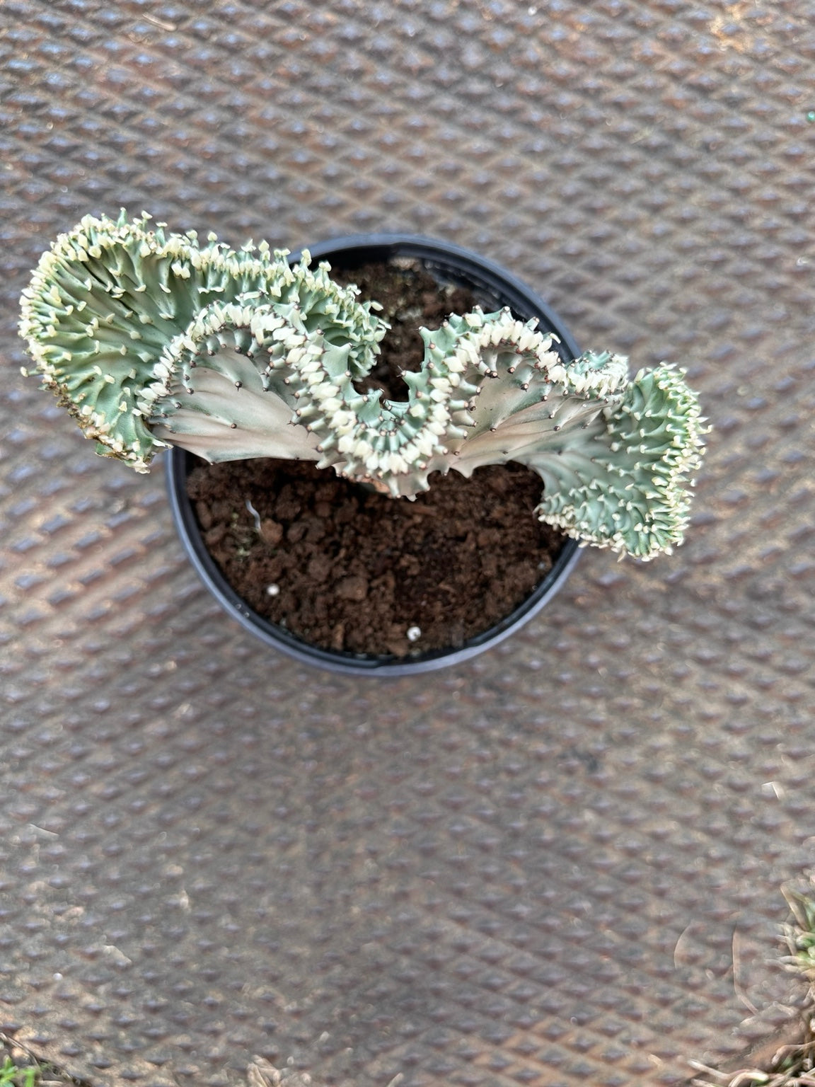 Euphorbia lactea cristata 6-inch pot top view showing broad crested fan