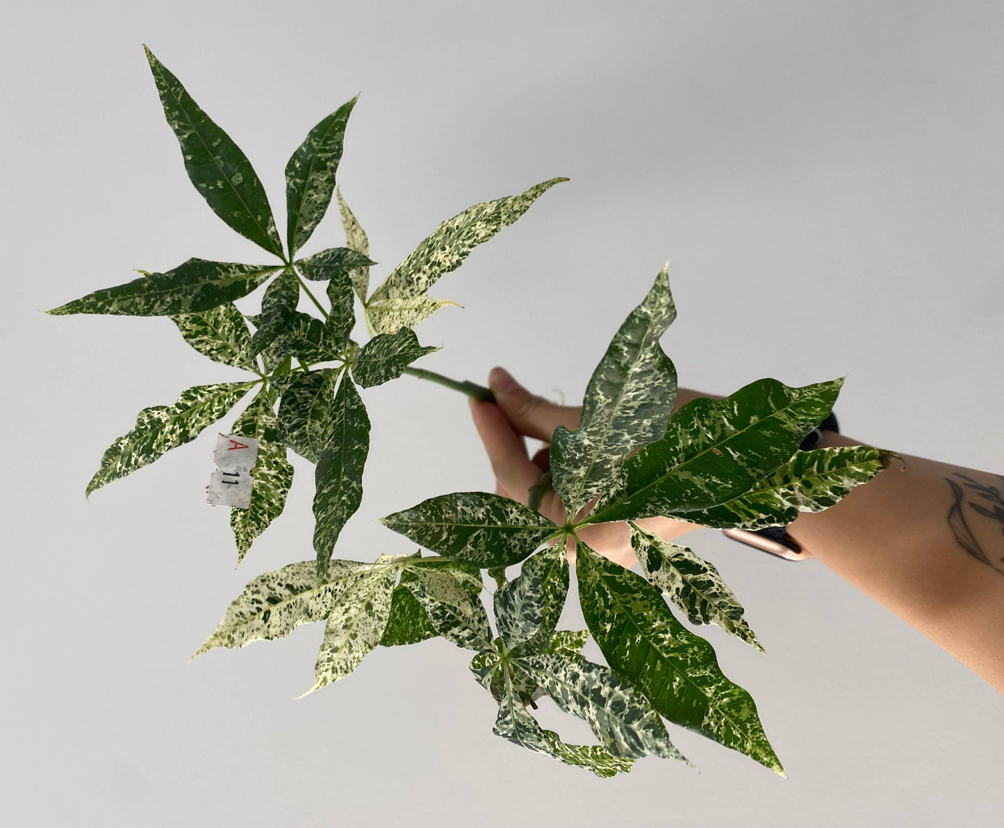 Pachira glabra 'Milky Way' variegated AKA Variegated Money Tree