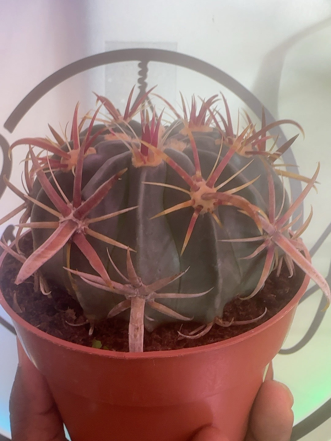 Ferocactus latispinus Devil's Tongue Barrel Cactus in a 4 inch nursery pot, side view