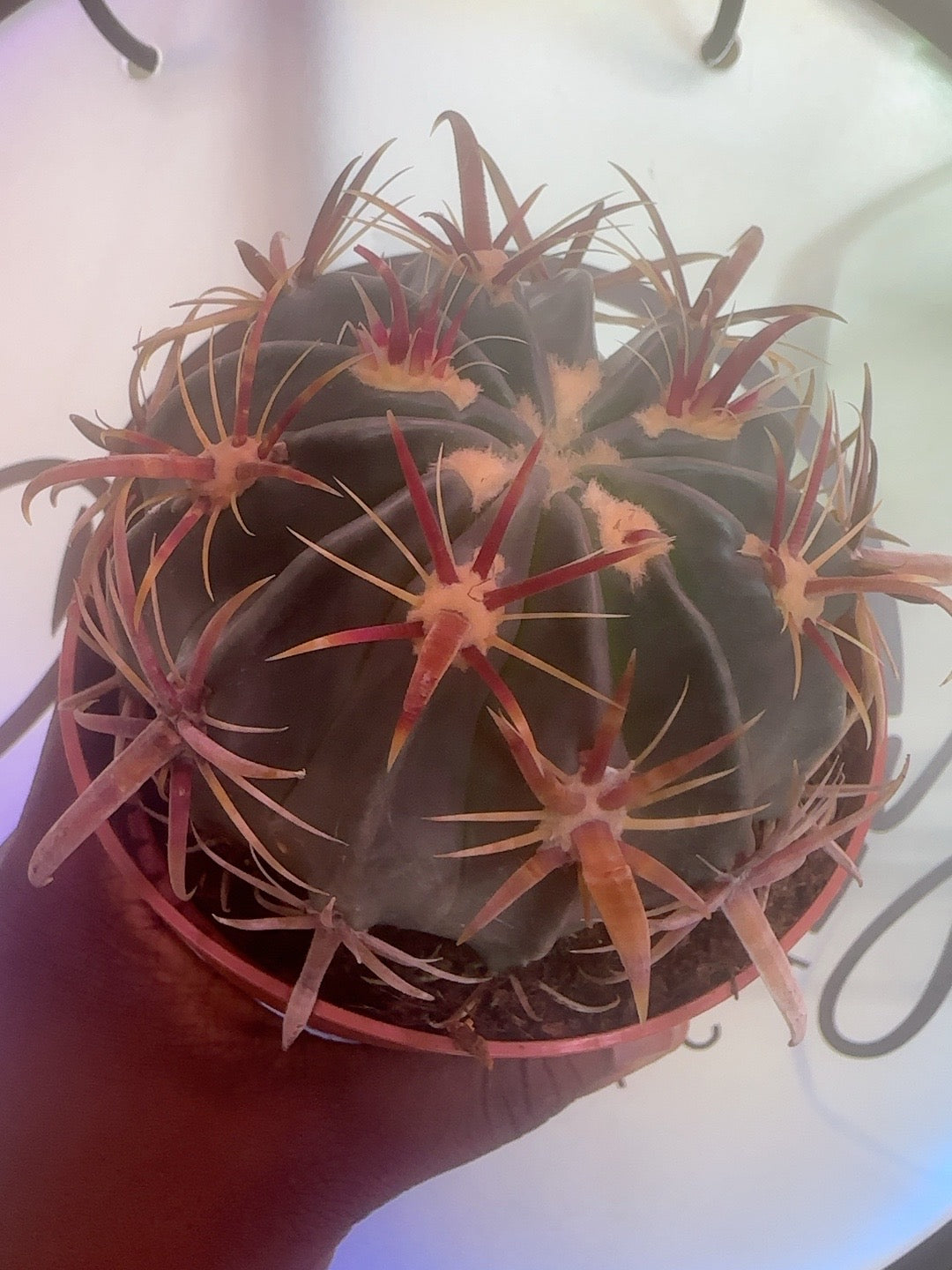 Ferocactus latispinus Devil's Tongue Barrel Cactus in a 4 inch pot, top view