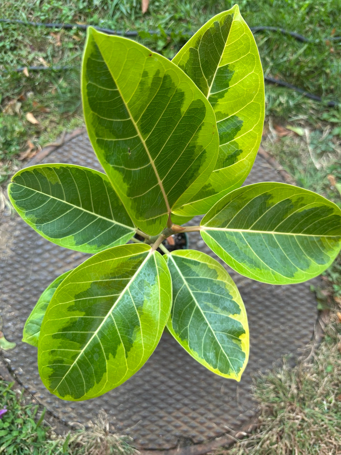 Ficus altissima Variegata lime green and dark green leaf variegation close-up