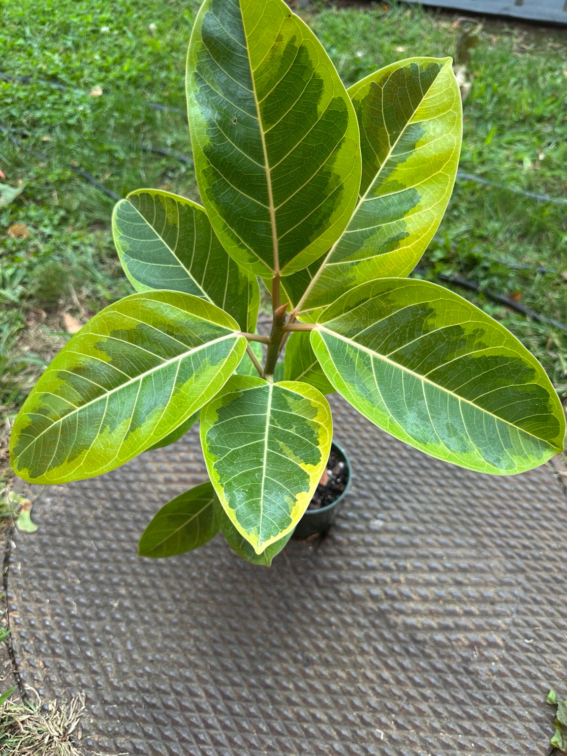 Ficus altissima Variegata 4-inch pot full plant with bright lime and green variegated foliage