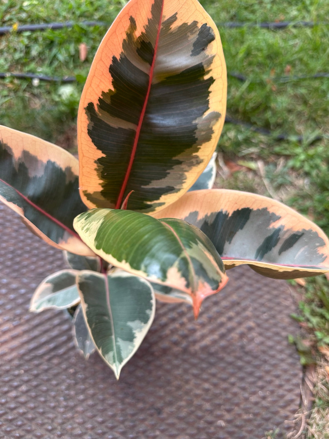 Ficus elastica Ruby cream pink and green variegated foliage close-up