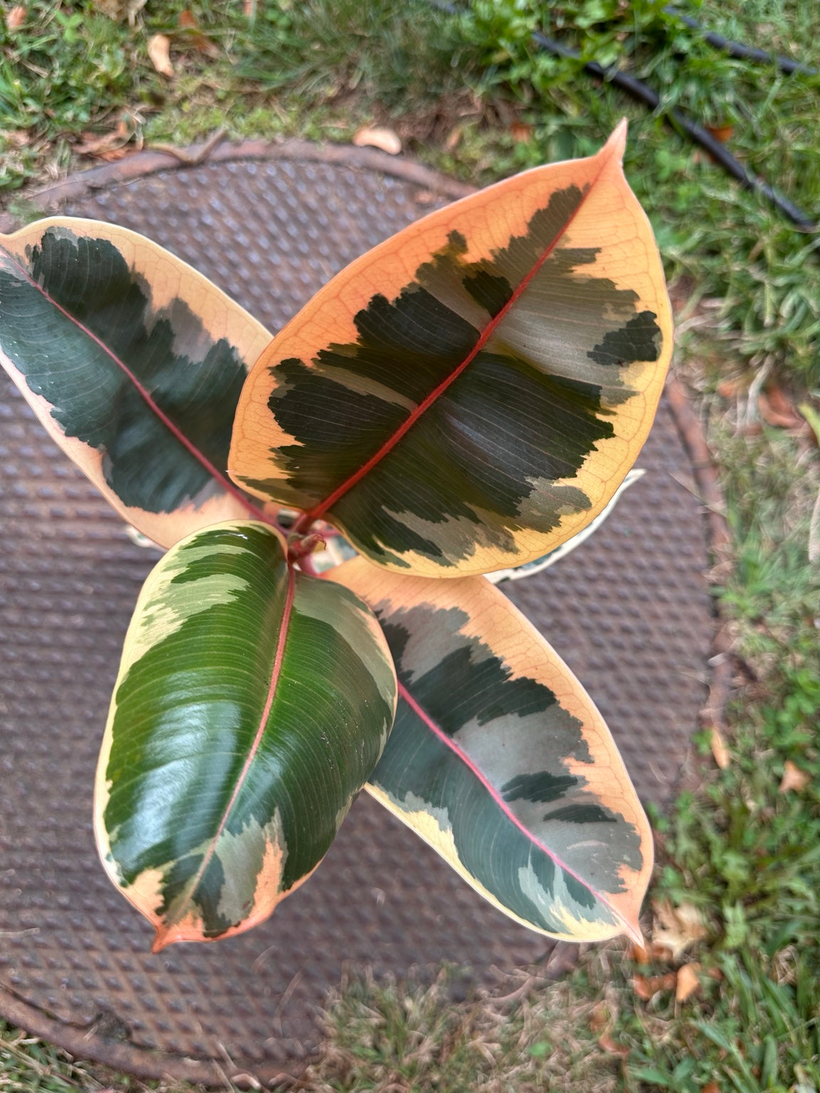 Ficus elastica Ruby variegated leaf detail with coral pink margins