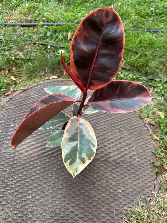 Ficus elastica Ruby 4-inch pot full plant with pink cream and green variegation