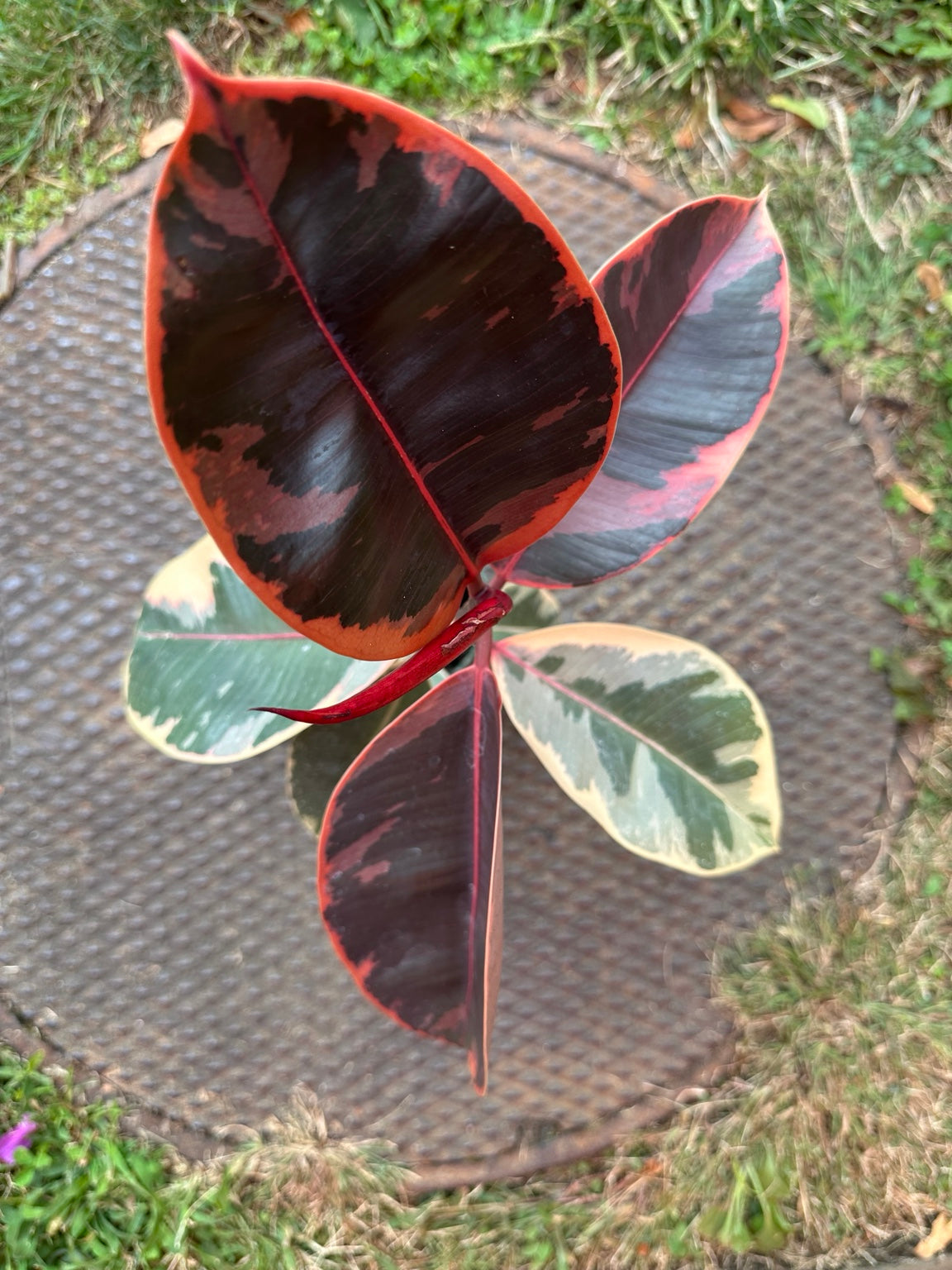 Ficus elastica Ruby red new growth and variegated foliage