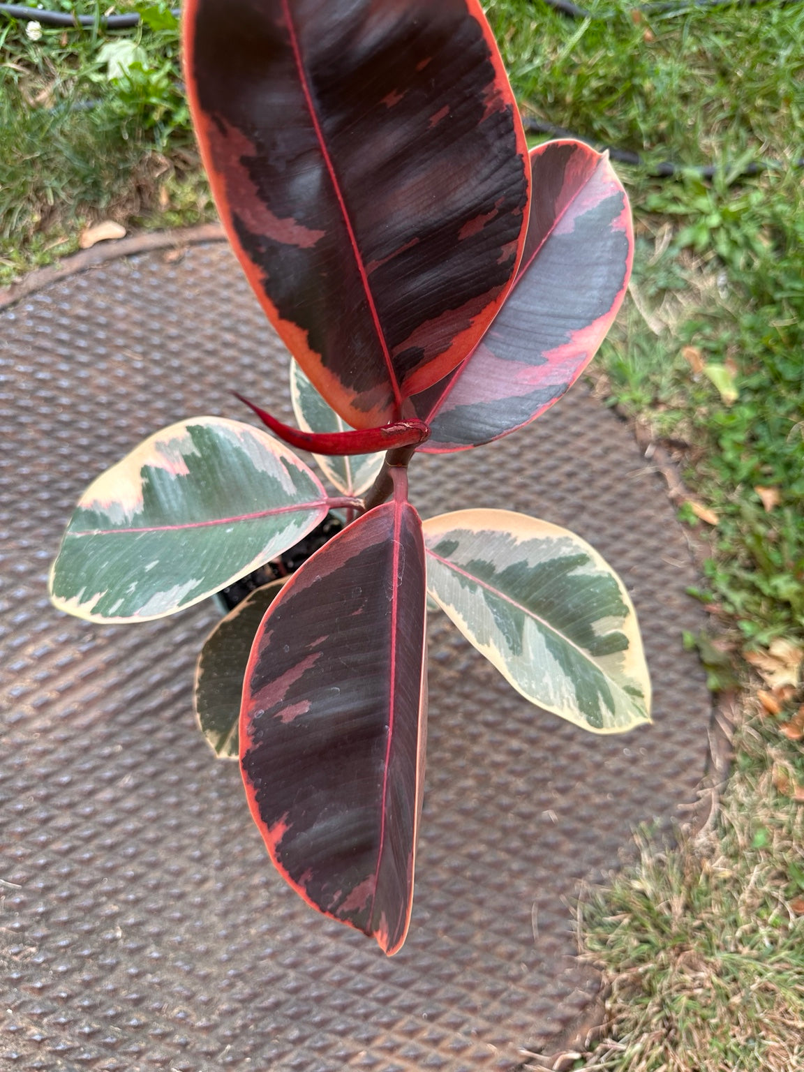 Ficus elastica Ruby vivid red new leaves and cream green variegation